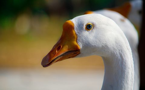 “拍打即呻吟”：一款让Mac发出怪声的病毒应用，三天狂赚五千美元