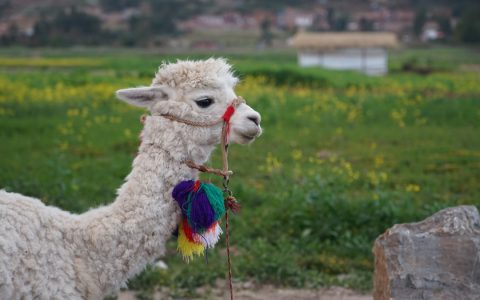 苹果芯Mac本地模型推理加速：Ollama整合MLX框架释放统一内存潜力